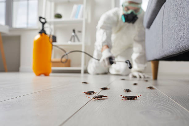 Commercial Rodent Management in Bermuda Dunes